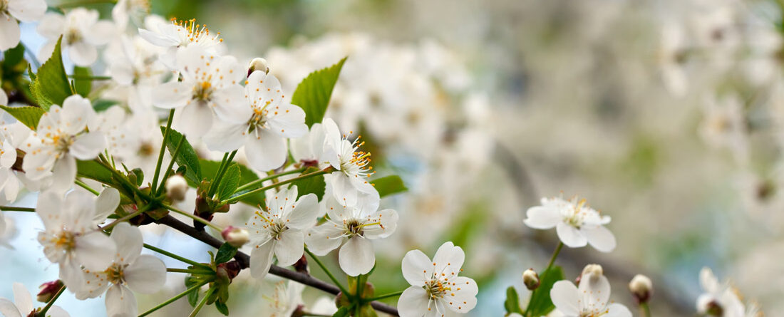 Navigating Spring Allergies: Exploring Acupuncture and Homeopathy as Natural Remedies