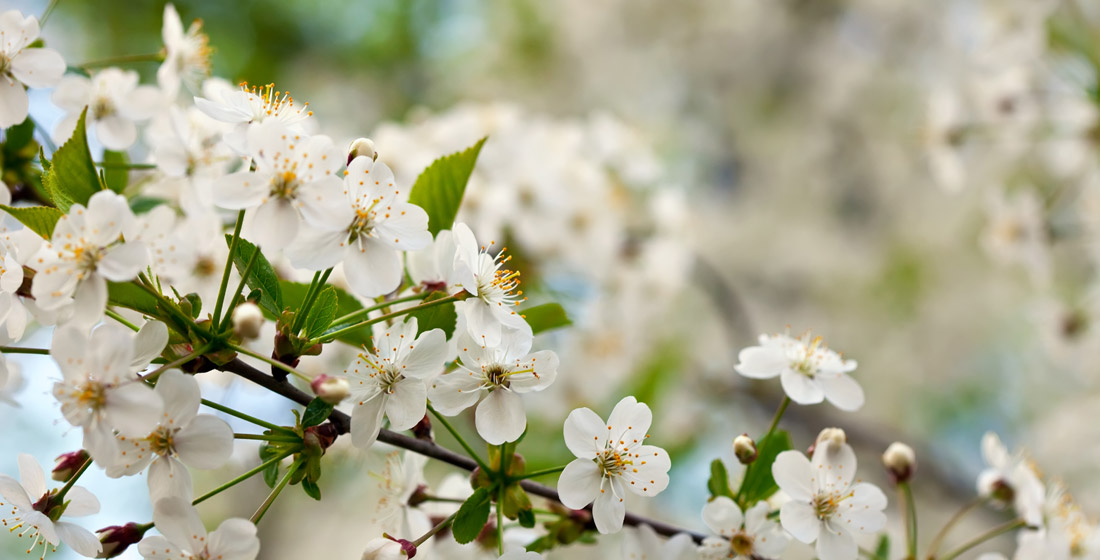 Navigating Spring Allergies: Exploring Acupuncture and Homeopathy as Natural Remedies